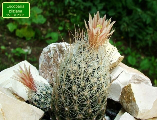 Escobaria _zilziana _01